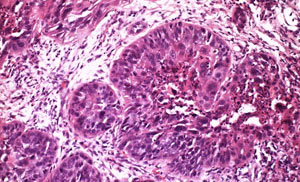 HE Histologie